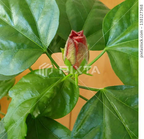 Closed red bud of a houseplant hibiscus among juicy green leaves. Close-up of a home flower, concept of growth 138127368