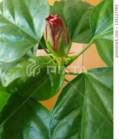 Closed red bud of a houseplant hibiscus among juicy green leaves. Close-up of a home flower, concept of growth 138127369