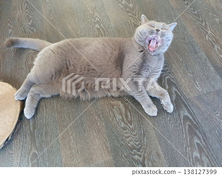 Gray British Shorthair cat lying on a light wooden floor. Portrait of a pet 138127399