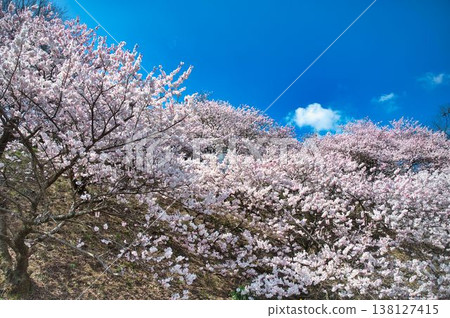 櫻花盛開,藍天白雲 櫻花盛開,藍天白雲 138127415