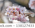 櫻花盛開，預示著早春的到來。 138127433