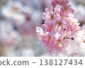 盛開的春天櫻花樹 138127434