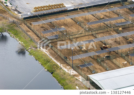Large stockyard with meat cows. Feeding of cattle on farm feedlot in countryside area 138127446