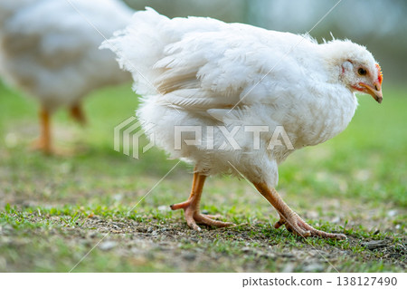 Hen feed on traditional rural barnyard. Close up of chicken standing on barn yard with green grass. Free range poultry farming concept. 138127490