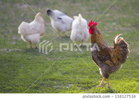 Group of grown healthy white hens and big brown rooster feeding on fresh first green grass outside in spring field on bright sunny day. Chicken farming, healthy meat and eggs production concept. Group of grown healthy white hens and big brown rooster feeding on fresh first green grass outside in spring field on bright sunny day. Chicken farming, healthy meat and eggs production concept. 138127516