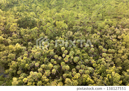 Florida wetlands with water between green wild vegetation. Tropical ecosystem at sunset Florida wetlands with water between green wild vegetation. Tropical ecosystem at sunset 138127551