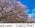 南足柄的春櫻 138127647