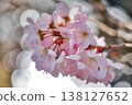 春日的櫻花在陽光下閃閃發光 138127652