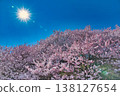 陽光與春天的櫻花 138127654