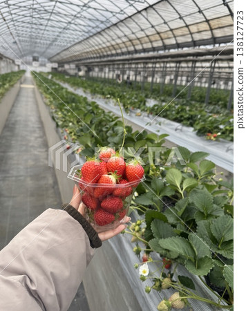 All-you-can-eat strawberry picking All-you-can-eat strawberry picking 138127723