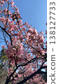 Kawazu cherry blossoms shine against the blue sky in spring 138127733