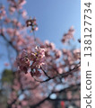 Kawazu cherry blossoms bloom quietly under the spring sky. 138127734