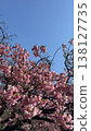 Pink Kawazu cherry blossoms that shine in the blue sky 138127735