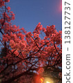Kawazu cherry blossoms blooming in the night sky 138127737