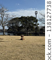 A dog relaxing in a winter park. 138127738