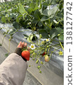 Harvesting ripe, red strawberries 138127742