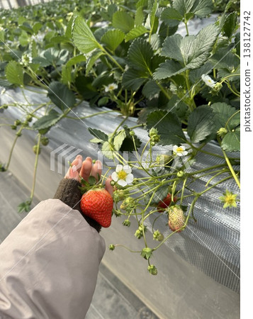 Harvesting ripe, red strawberries Harvesting ripe, red strawberries 138127742