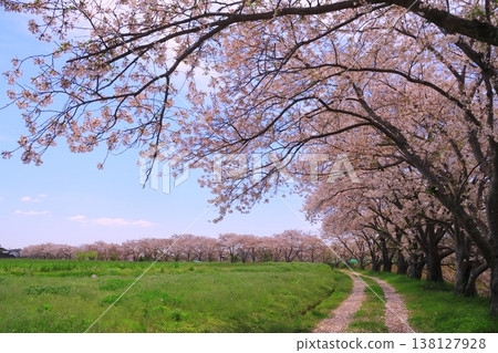 Cherry blossom trees and rape blossom scenery along the Manganji River (Kasai City, Hyogo Prefecture) 138127928