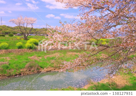 Cherry blossom trees and rape blossom scenery along the Manganji River (Kasai City, Hyogo Prefecture) Cherry blossom trees and rape blossom scenery along the Manganji River (Kasai City, Hyogo Prefecture) 138127931