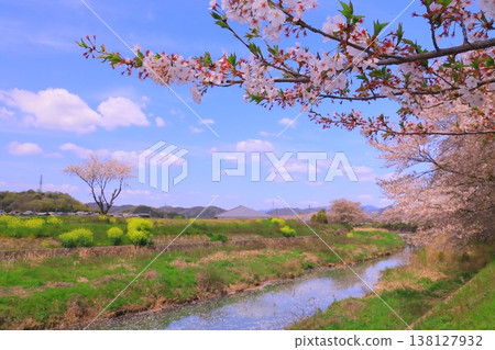 Cherry trees lining the Manganji River (Kasai City, Hyogo Prefecture) 138127932