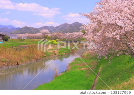 Cherry trees and rape blossoms along the Manganji River (Kasai City, Hyogo Prefecture) Cherry trees and rape blossoms along the Manganji River (Kasai City, Hyogo Prefecture) 138127999