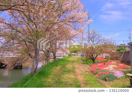 Cherry trees lining the Manganji River (Kasai City, Hyogo Prefecture) Cherry trees lining the Manganji River (Kasai City, Hyogo Prefecture) 138128000