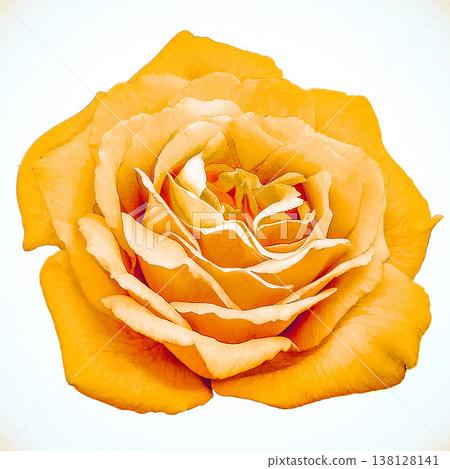 Rose flower on white isolated background with clipping path. Closeup. For design. Nature. Rose flower on white isolated background with clipping path. Closeup. For design. Nature. 138128141