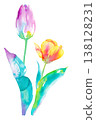 Watercolor illustration of two tulips - clipart (vector; flower and leaves on separate layers) 138128231