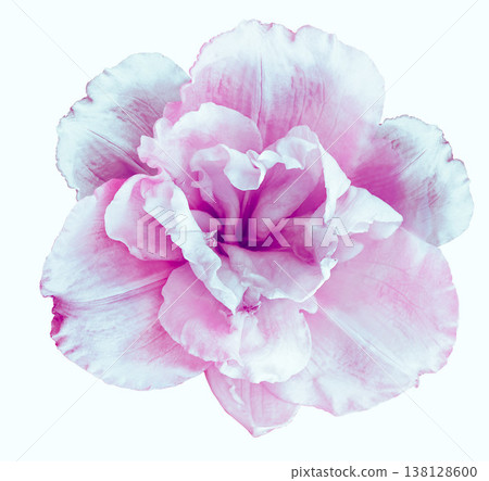 Lily flower on white isolated background with clipping path. Closeup. For design. View from above. Nature. Lily flower on white isolated background with clipping path. Closeup. For design. View from above. Nature. 138128600