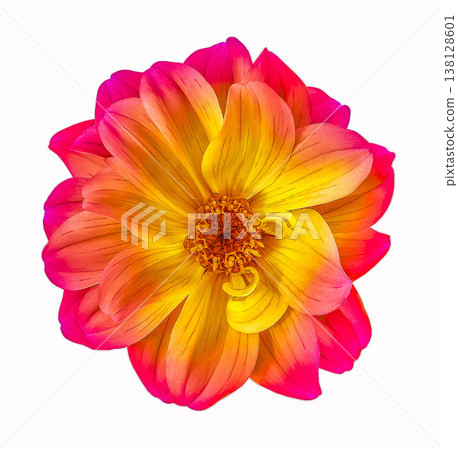 Dahlia flower  on a  white isolated background with clipping path. Closeup.  Nature. 138128601
