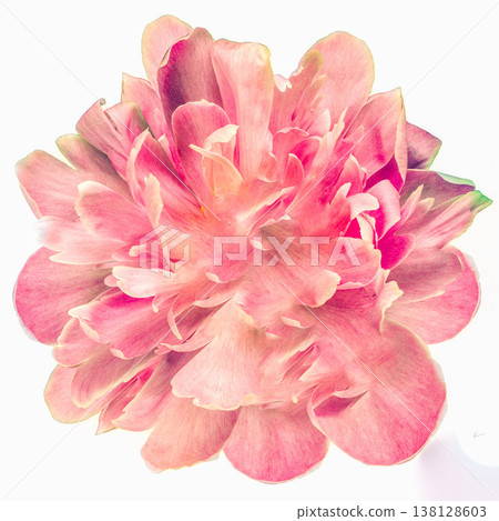 Pink Peony flower on a white isolated background with clipping path. Closeup. For design. Nature.. Pink Peony flower on a white isolated background with clipping path. Closeup. For design. Nature.. 138128603