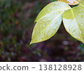 Leaves wet with rain 138128928