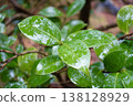 Leaves wet with rain 138128929