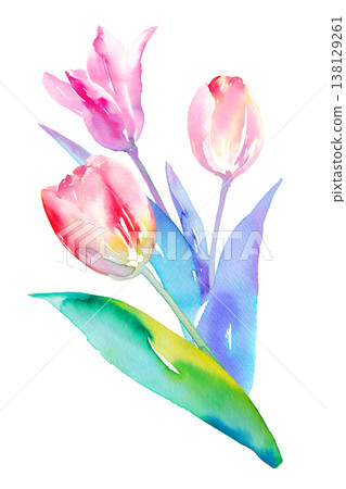 Watercolor illustration of three colorful tulips (clip art) Watercolor illustration of three colorful tulips (clip art) 138129261