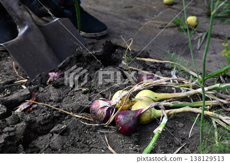Harvesting onions in a home garden in late summer 138129513