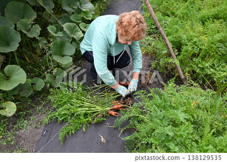 Farmer harvesting fresh organic carrots from garden with shovel 138129535