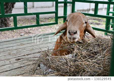 Goat eats hay in a wooden pen during the day Goat eats hay in a wooden pen during the day 138129545