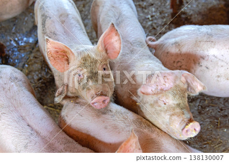 Pigs Sty Close up Pigs Sty Close up 138130007