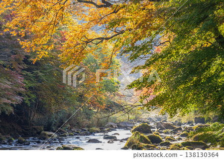 豐田市大平公園的紅葉景觀(愛知縣) 豐田市大平公園的紅葉景觀(愛知縣) 138130364