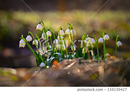 Spring snowflakes flowers. ( leucojum vernum carpaticum) Beautiful blooming flowers in forest with natural colored background. 138130427