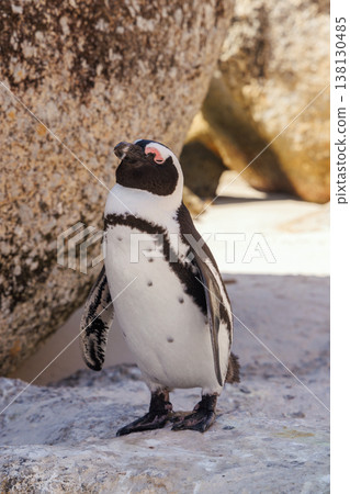 Penguins on ocean shore in South Africa 138130485