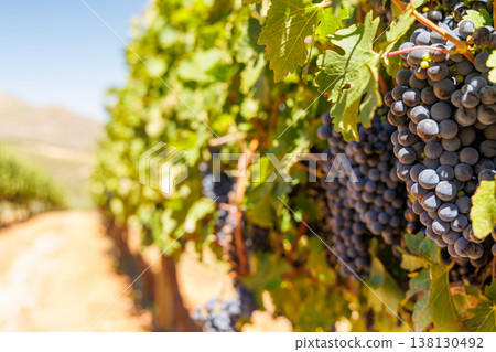 Ripe grapes on vine in South African vineyard Ripe grapes on vine in South African vineyard 138130492