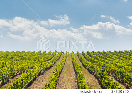 Sunlit vineyard rows Sunlit vineyard rows 138130500