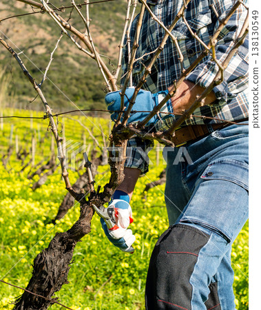 Farmer pruning the vine in winter. Agriculture. Farmer pruning the vine in winter. Agriculture. 138130549