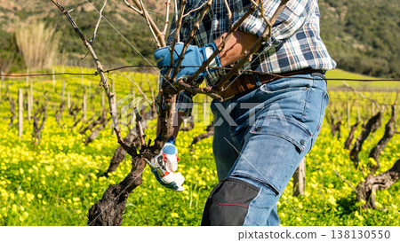 Farmer pruning the vine in winter. Agriculture. Farmer pruning the vine in winter. Agriculture. 138130550