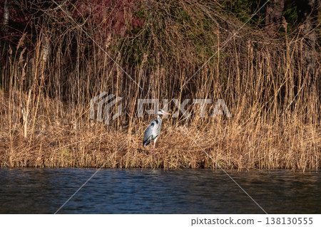 Gray heron stands tall among tall reeds. Gray heron stands tall among tall reeds. 138130555