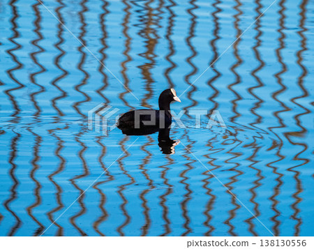 Black coot (fulica atra) bird floats calmly on rippling blue water. Black coot (fulica atra) bird floats calmly on rippling blue water. 138130556