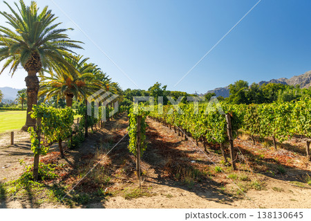 Sunlit vineyard rows with mountain backdrop Sunlit vineyard rows with mountain backdrop 138130645