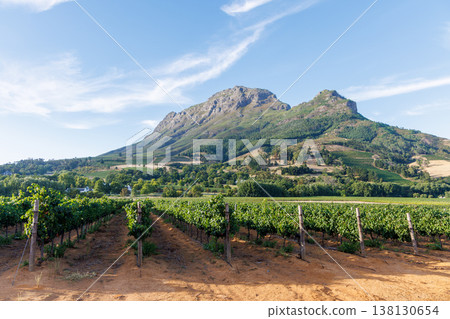 Sunlit vineyard rows with mountain backdrop Sunlit vineyard rows with mountain backdrop 138130654