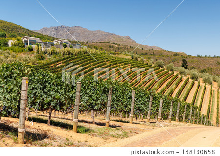 Sunlit vineyard rows with mountain backdrop Sunlit vineyard rows with mountain backdrop 138130658